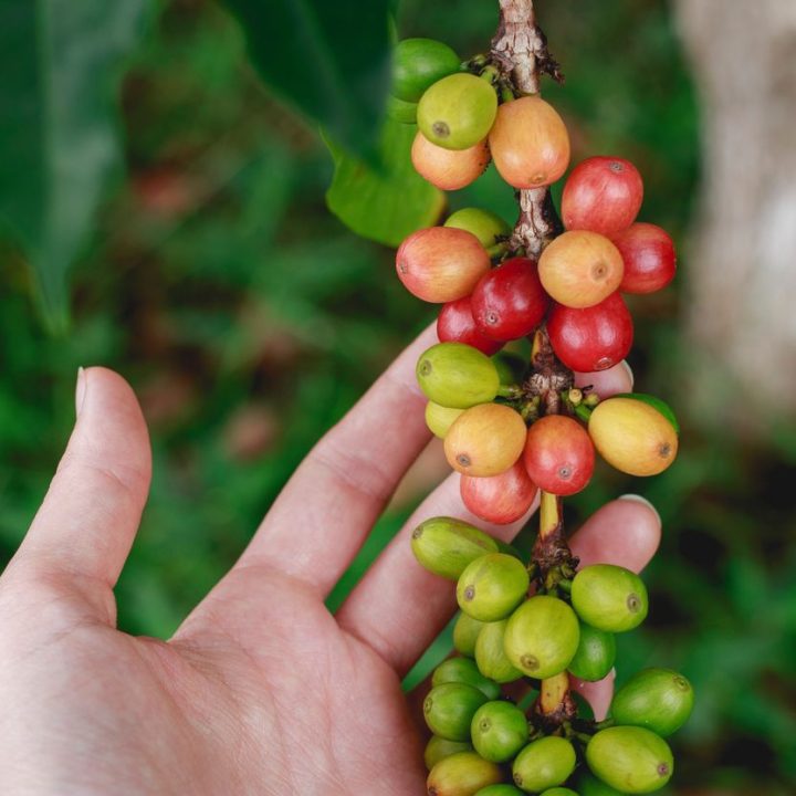 1675415007 Kona Kaffee Kaffee aus Hawaii