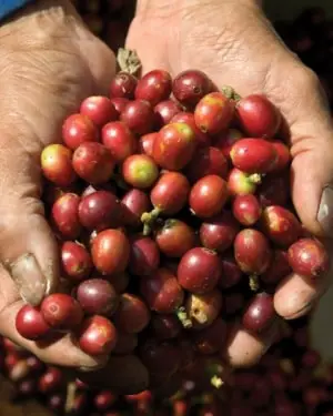 Die Unterschiede zwischen Single Origin Kaffee und Mischungen