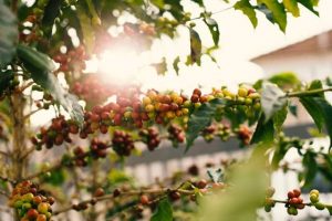 Ist Kaffee eine Frucht oder eine Bohne Wir haben die