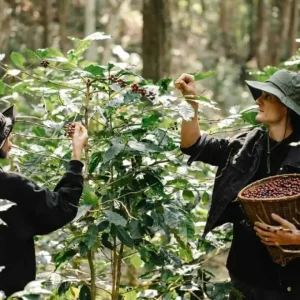 Kaffee aus El Salvador ohne Schnickschnack