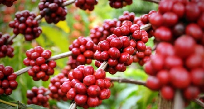 Warum sind Arabica Kaffeebohnen besser als Robusta