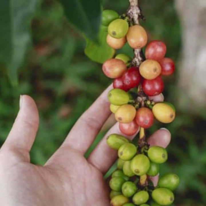 Woher kommt Kaffee Der Ursprung