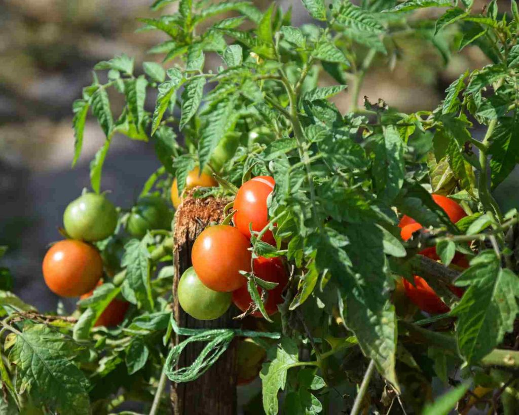 Ist Kaffeesatz gut fur Tomatenpflanzen 1